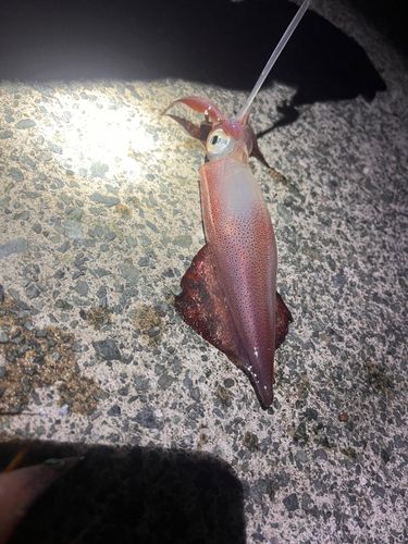 ケンサキイカの釣果