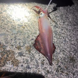 ケンサキイカ