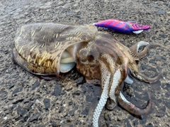 モンゴウイカの釣果