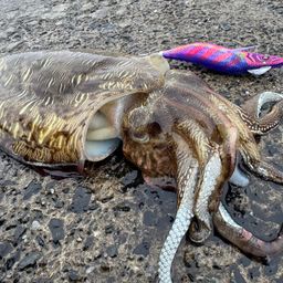 モンゴウイカ