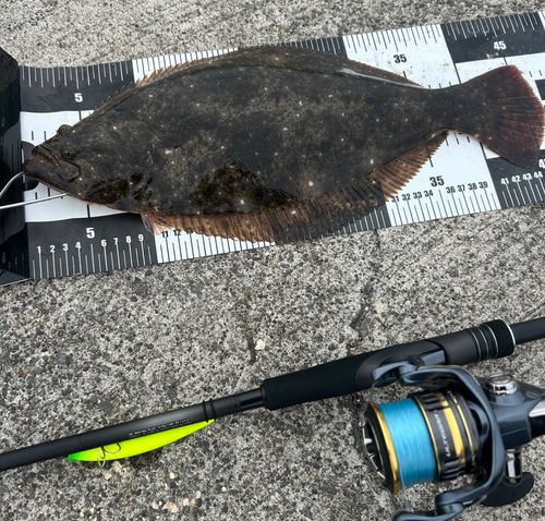 ヒラメの釣果