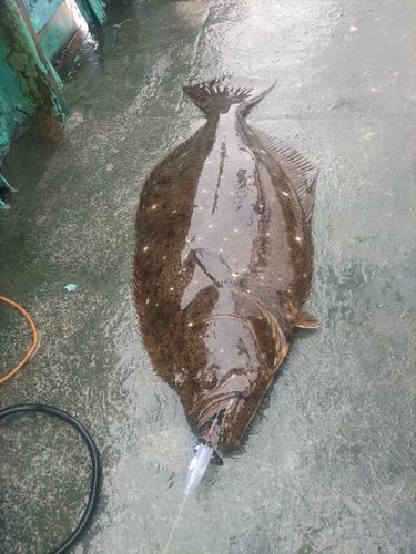 ヒラメの釣果