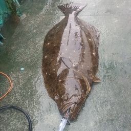 ヒラメ