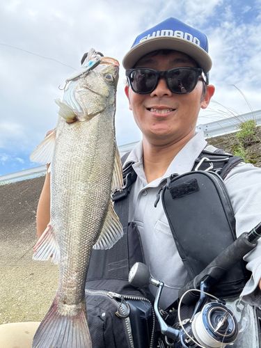 セイゴ（マルスズキ）の釣果