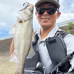 セイゴ（マルスズキ）