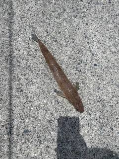 エソの釣果