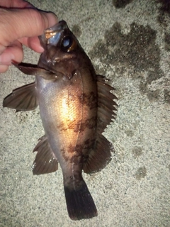 メバルの釣果