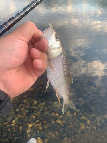 ハスの釣果