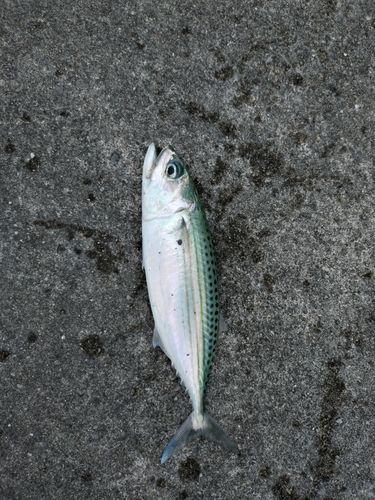 グルクマーの釣果