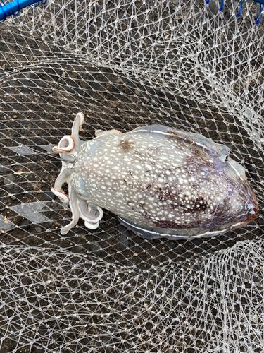 シリヤケイカの釣果
