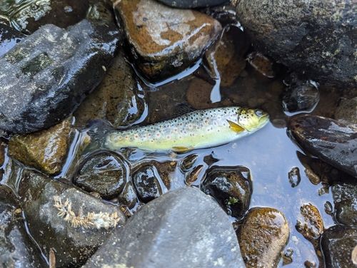 ブラウントラウト