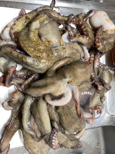 タコの釣果