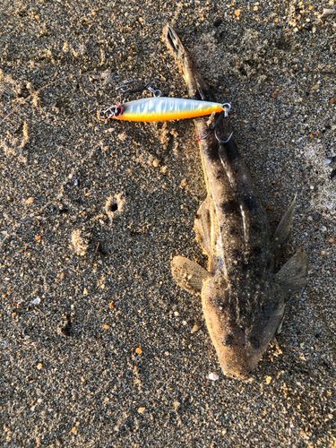 マゴチの釣果