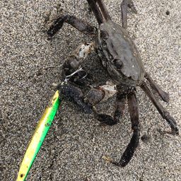 モクズガニ