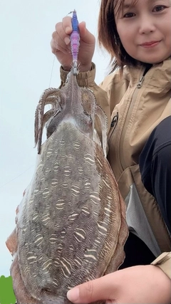 モンゴウイカの釣果