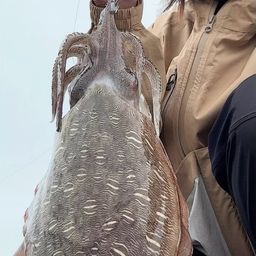 モンゴウイカ