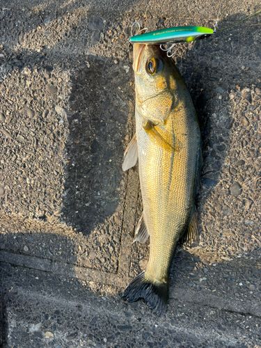 セイゴ（マルスズキ）の釣果