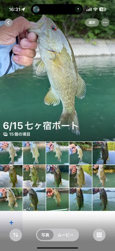 スモールマウスバスの釣果