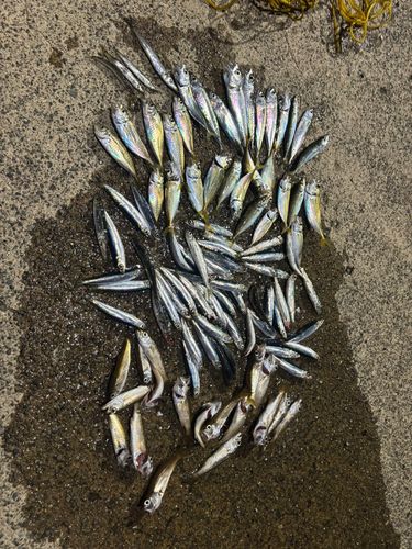 ウルメイワシの釣果