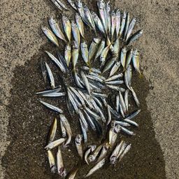 ウルメイワシ