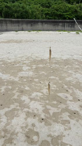 キスの釣果