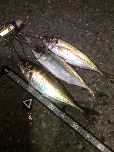 アジの釣果