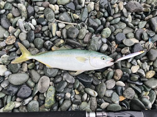 ワカシの釣果