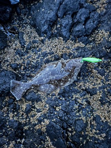 ヒラメの釣果