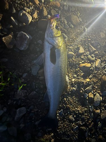 スズキの釣果