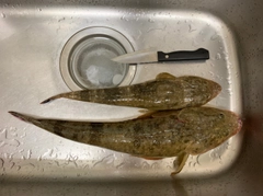 マゴチの釣果