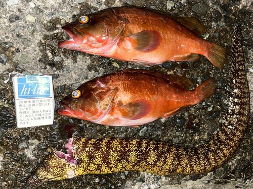 アカハタの釣果