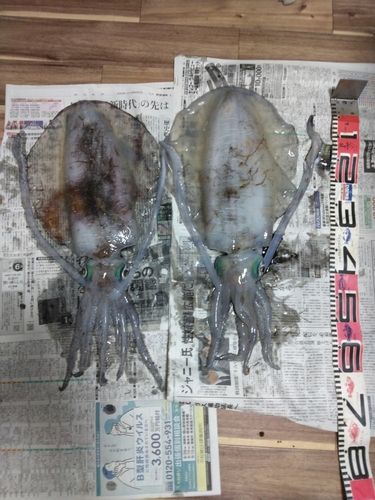 アオリイカの釣果