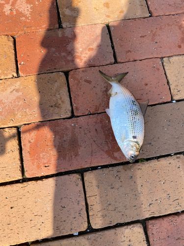 アオアジの釣果