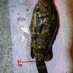 オウゴンムラソイ