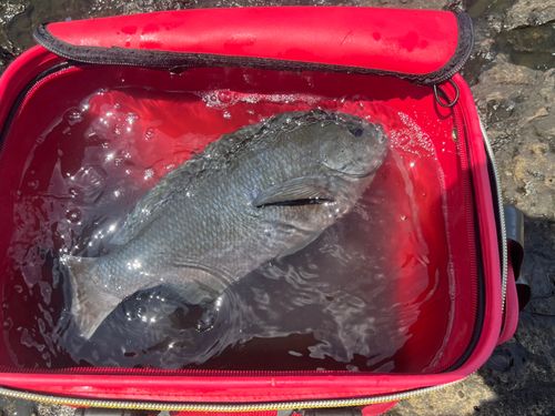 クチブトグレの釣果