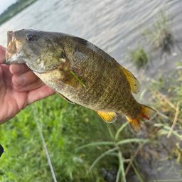 スモールマウスバス