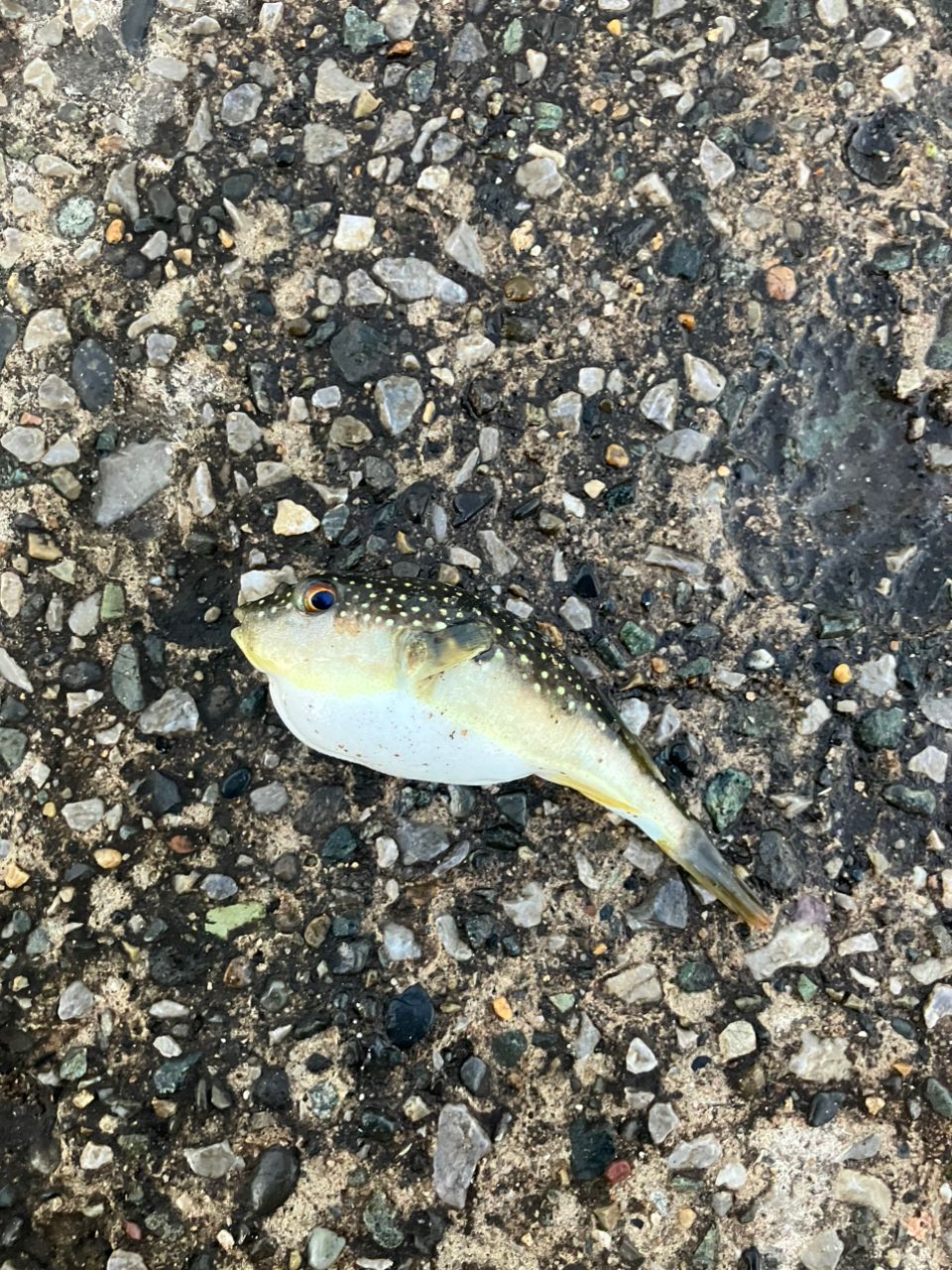 ショウサイフグ