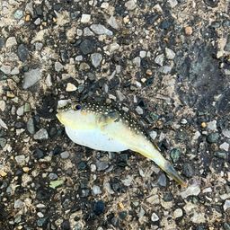 ショウサイフグ