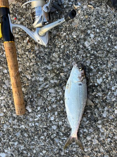 コノシロの釣果