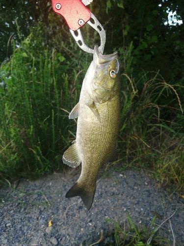 スモールマウスバスの釣果