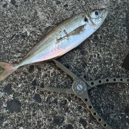 アジ