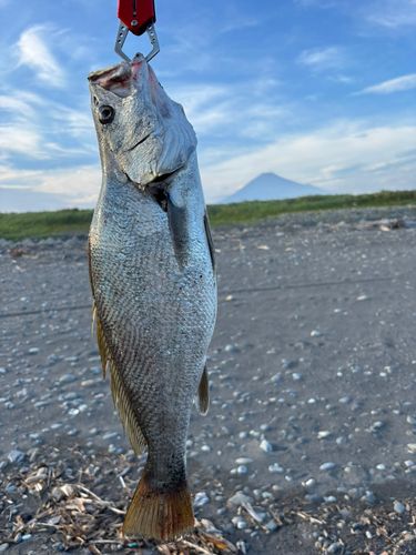 ニベの釣果