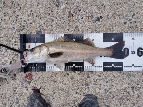 フッコ（マルスズキ）の釣果