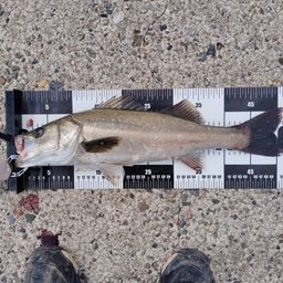 フッコ（マルスズキ）