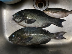 メジナの釣果