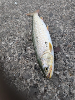 ウミアメの釣果