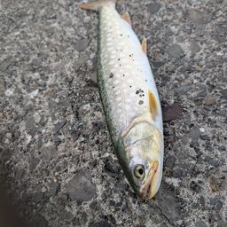 ウミアメ