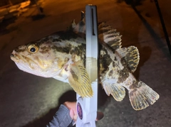 ベッコウゾイの釣果