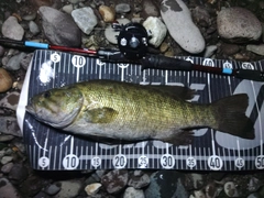 スモールマウスバスの釣果