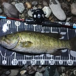 スモールマウスバス